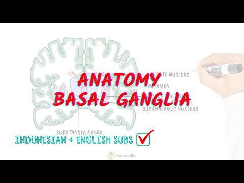 Anatomy of basal ganglia | Neuroaholics