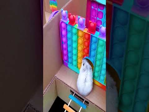 Hamster escapes the maze Part 2 #shorts