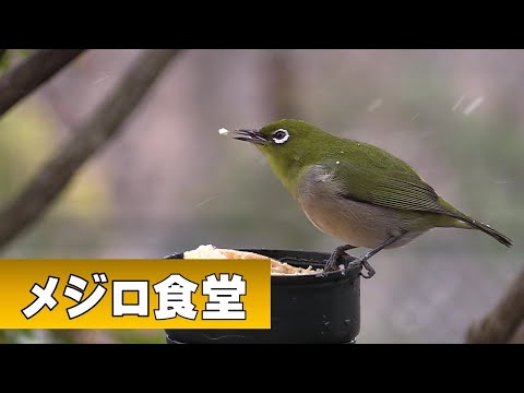 メジロ食堂　冬季限定営業中