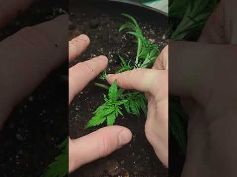 Time-lapse and LST Training Short - Bubblegum Auto - Day 8 to 32