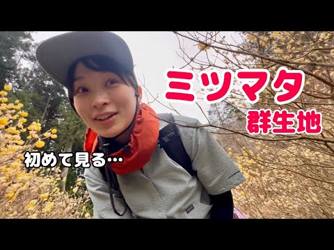 【春山ハイキング】圧巻！ミツマタ群生地を見に群馬県の屋敷山へ