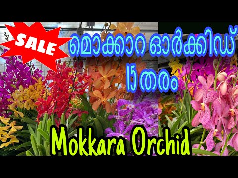 Mokkara Orchid sale / Mokkara orchid care propagation / Latest mokkara collection