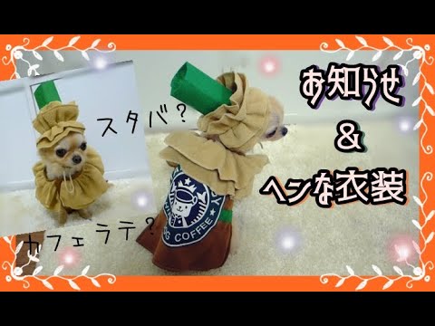 お知らせ🌟と小さいチワワのスタバ風アイスカフェラテ☕ヘンなコスチューム～A small Chihuahua becomes a Starbucks latte🐶