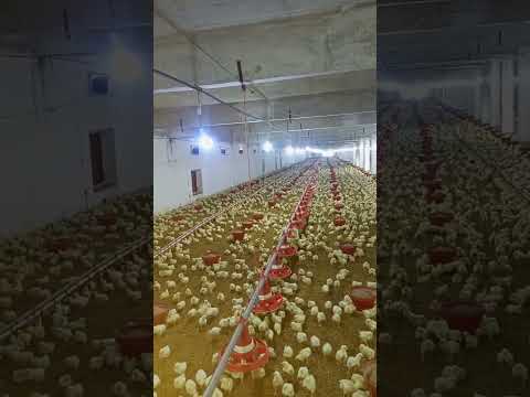 Poultry farm #murgifarm #henfarm #poultryfarmbusinessplan  #murgifarmkaisebanaye