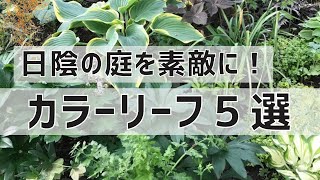 《日陰で5年以上植えっぱなし！初心者さん向けカラーリーフ５選》半日陰～日陰向きナチュラルなお庭に必須！定番から変わりダネまで／丈夫で育てやすい宿根草／カラーリーフ第２弾