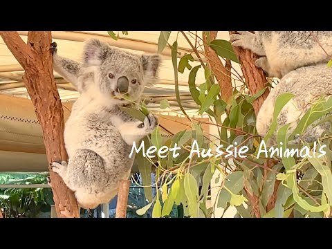 Amazing meeting with Baby Koala & Kangaroo | Cuteness overload