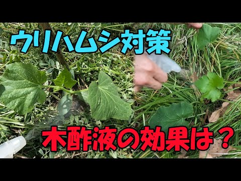 【ウリハムシ】ウリハムシ対策　木酢液の効果は？