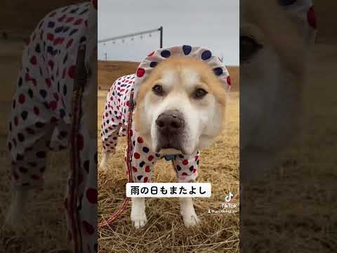 カイと一緒ならなんでも楽しい。#保護犬を家族に #保護犬と暮らす #rescuedog #シニア犬 #雑種#雑種犬