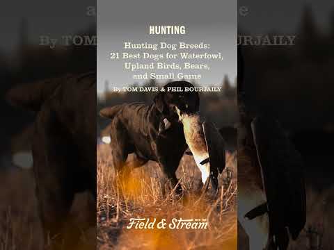 21 Best Dogs for Waterfowl, Upland Birds, Bears, and Small Game