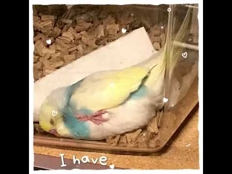 Sooooo cute 💓#shorts #セキセイインコ #budgie #かわいい #すいちゃん