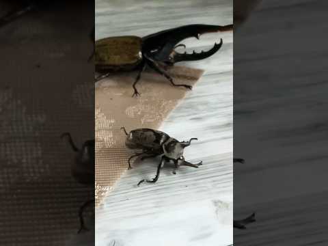 Beetle 🪲 fights (hercules vs beetle ) #life  #insects