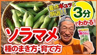 3分でわかる！ソラマメの種まき方法・育て方・防虫のコツを紹介！【鳥や害虫　霜から守る】【シェア畑】【そら豆】