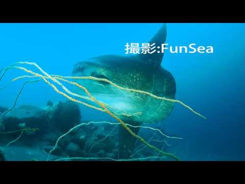 大瀬崎マンボウ フィーバーの日