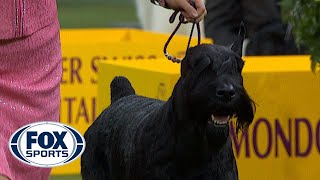 Ty the Giant Schnauzer wins the Working Group | WESTMINSTER DOG SHOW (2018) | FOX SPORTS