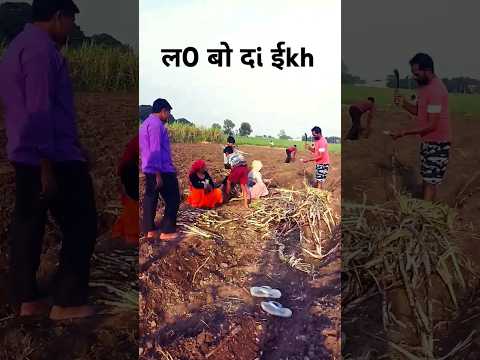 AAJ TO AAGYA MJA ..GANNA BUAI #ytshorts #viral #hardwork #farming #tranding 🌾🌾