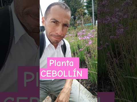 Planta CEBOLLÍN