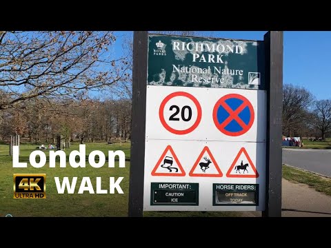 A beautiful walk in the famous Richmond Park and always walking - City Walking Tour