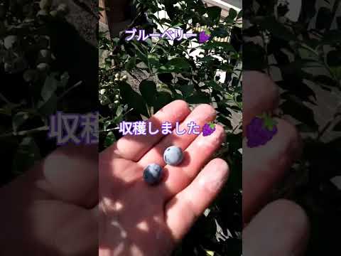 ブルーベリー🍇栽培 #shortsfeed #家庭菜園 #ブルーベリー栽培 #ブルーベリー狩り