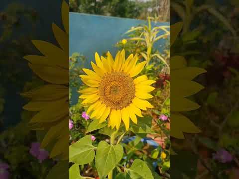 sunflower #sunflower #sunflowers #summerflower #easygardeningtips