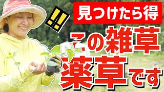 【雑草活用】万能すぎる薬草「ツユクサ」の効能と使い方を伝授します！【ツユクサは駆除せず活用しよう】