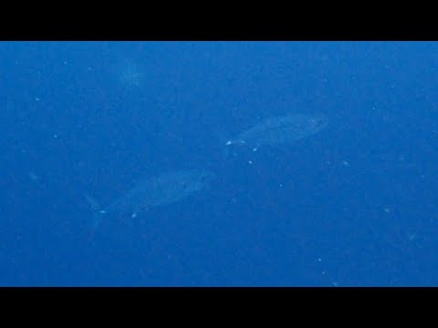 [イソマグロ] 大きなイソマグロ現る!! Big Dogtooth tuna in tulamben bali