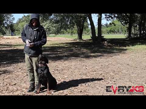 Rottweiler Training - No Commentary #Foodwork #Positions