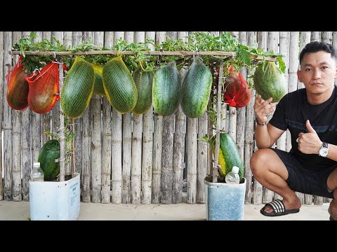 The Secret To Growing Watermelon At Home, Produces Lots Of Big And Sweet Fruit