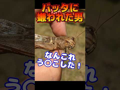 う○こバッタ #昆虫 #虫取り #バッタ  #insects  #shorts