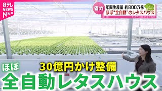 【誕生】一日2万8000株収穫！農家の人手不足解消 ほぼ全自動のレタスハウス公開　新潟　NNNセレクション