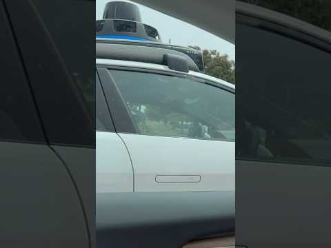 Waymo’s driverless autonomous cab waiting at a red light in San Francisco!