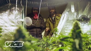 How Amsterdam Weed Dealers Get Around the 500g Limit | WEEDIQUETTE