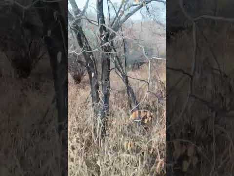 Tiger safari in ranthambore national park watch tiger from real close