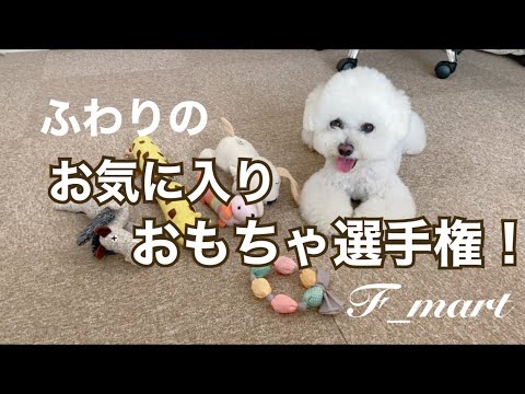 ふわりのお気に入りおもちゃ選手権！　-ビションフリーゼ犬-