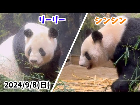 【ウロウロ💨リーリー＆シンシン🐼】〜2024/9/8(日)上野動物園〜