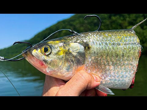 Dropping Baits For Big River Fish! (Non-Stop Action)