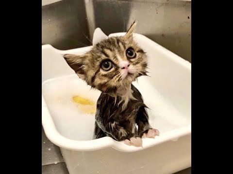 life or bath for dry cat