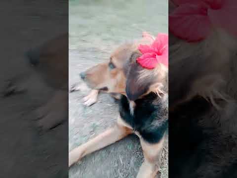 Maine Juti La Di #song #ytshortsindia #doglover #cute  # lovely