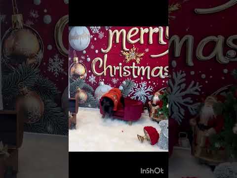 Dog plays with Christmas decorations