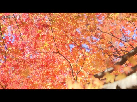 【４K】愛知の紅葉　鳳来寺山（愛知県新城市）2024年12月４日撮影