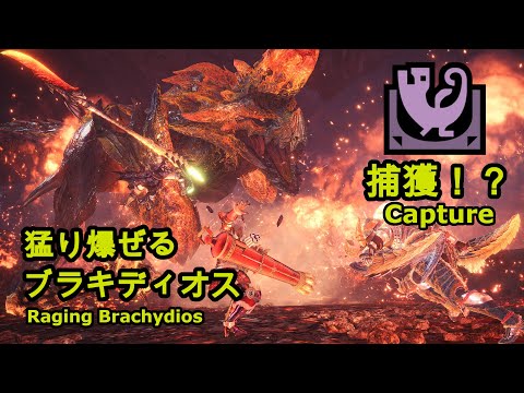 【MHWI Ver.13.00】猛り爆ぜるブラキディオス(臨界ブラキ)を捕獲してみた/How to capture Raging Brachydios