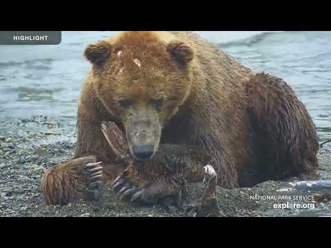 Brooks Falls - Katmai National Park | Highlights 2023