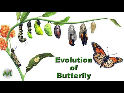 Evolution of Butterfly | Life Cycle of a Butterfly | Eggs-Catterpiller-Butterfly #science #education