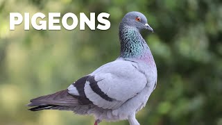 Surprising Facts About Pigeons