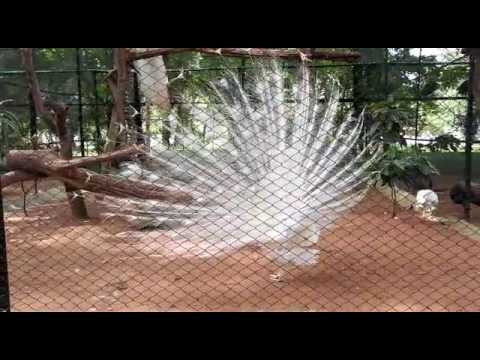 White Peacock Dance - Mysore