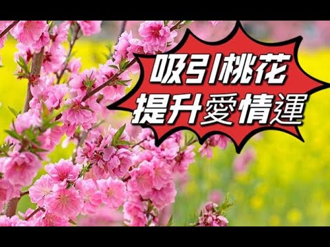 【吸引桃花】最有效的音樂，提升愛情運，讓你心儀的對象自動靠近！The Most Effective Music to Attract Romance and Boost Your Love Life!