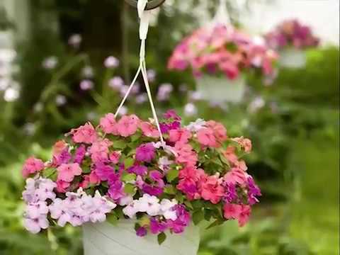 Get to Know Impatiens - Shade-Loving Plants