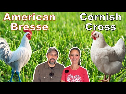 The Meat Chicken Dilemma!  IS there a clear WINNER?  Cornish Cross or American Bresse.