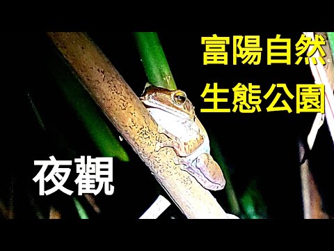 富陽自然生態公園夜探!超多美麗的昆蟲和動物。