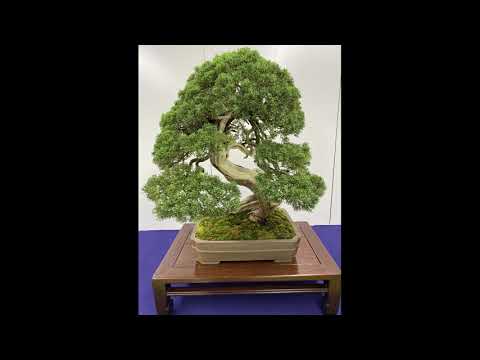 Spring Bonsai Exhibition, April 2021. Ueno Green Club