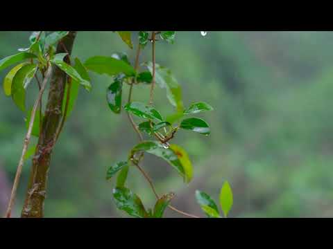 Sounds of Rain and Thunder in Mystical Forest